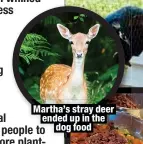  ?? ?? Martha’s stray deer ended up in the
dog food