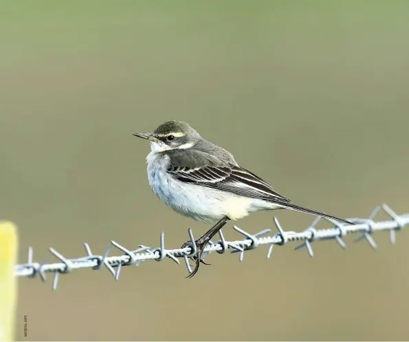  ??  ?? Clockwise from above Eastern Yellow Wagtail, Steart WWT, Somerset, 6 December