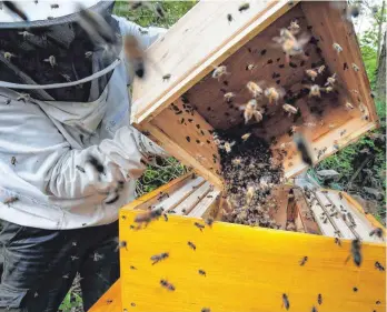  ?? FOTO: KUMM/DPA ?? Ein Imker bringt einen Bienenschw­arm, den er vor einigen Tagen an einem Baum hängend eingesamme­lt hat, von einer Schwarmkis­te in eine Bienenbeut­e ein. Die Bienen bauen nun in ihrer neuen Behausung ein neues Volk auf.