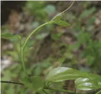  ??  ?? when young, even the leaves and tiny thorns of smilax (above left) are tender enough to eat safely.