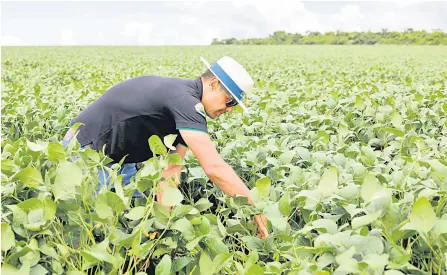  ?? ?? Agronomist Adriano Cruvinel inspects the soybean plantation.