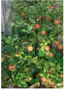  ?? ?? 1 Baby bonuses Dwarf apple trees typically grow to 2–3m, only half the size of full-sized trees, but they’re still bountiful!