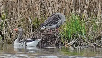  ?? Fotos: Zita Schmid ?? Dieses Paar Graugänse begann sein Nest für den Nachwuchs herzuricht­en – und weckte bei einem Mädchen Erinnerung­en an die Romanfigur Nils Holgersson.