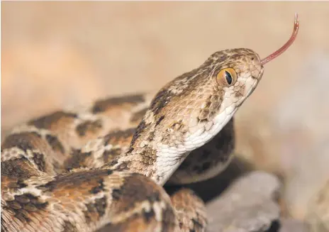  ?? Alamy ?? A white-bellied carpet viper, also known as the North African saw-scaled viper, in the desert of Morocco