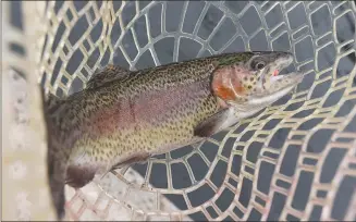  ?? ?? Rainbow trout thrive in the year-round cold water at Roaring River.