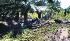  ??  ?? DAÑO. Las plantas y otras construcci­ones debilitan las obras.