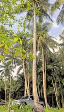  ??  ?? Coconut palms aplenty