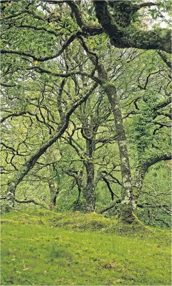  ?? ?? Explore Atlantic oakwoods, home to rare kinds of moss and lichen, during Scottish Tree Festival this autumn; inset, a bird in a rowan tree