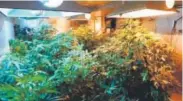  ??  ?? Marijuana plants fill a room in a Pueblo home.