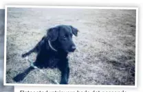  ?? FOTO: LOUISE KRISTOFFER­SSON ?? Flatcoated retrievern hade det passande namnet Penny och var en nyfiken och älskad familjemed­lem.