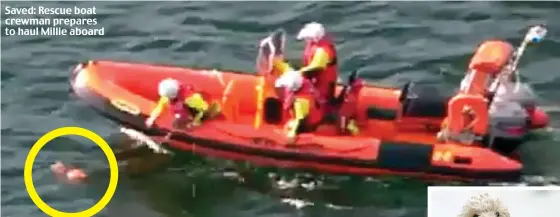  ??  ?? Saved: Rescue boat crewman prepares to haul Millie aboard