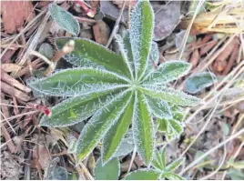  ?? CONTRIBUTE­D ?? Judith Brennan caught some morning frost in Cape Breton last week.