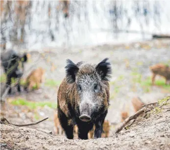  ?? FOTO: GREGOR FISCHER/DPA ?? Im vergangene­n Jagdjahr haben die Jäger im Kreis mehr Wildschwei­ne denn je erlegt.