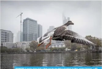  ??  ?? FRANKFURT: A greylag goose starts a flight over the river Main in Frankfurt am Main, western Germany. —AFP