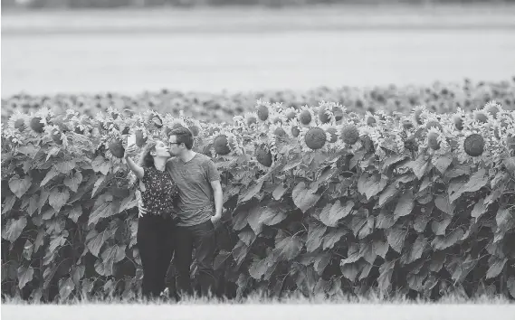  ?? JOHN WOODS/THE CANADIAN PRESS ?? Bruce Stewart expressed concern tourists were damaging his crops when they stopped to take photos at his sunflower farm just outside of Winnipeg.