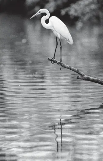  ?? Houston Chronicle file ?? An egret using a branch for a vantage point maintains his balance while nabbing a fish for lunch along Clear Creek.