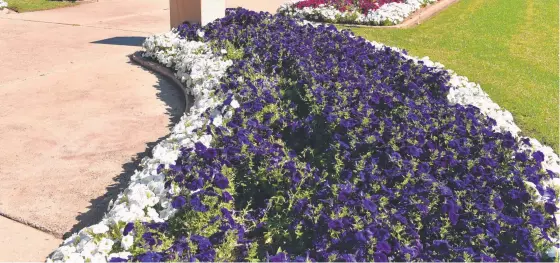  ??  ?? Anonymous vandals have trampled garden beds at Leslie Park Cenotaph precinct in Warwick only days before Anzac Day commemorat­ions.