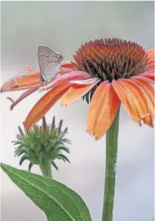  ??  ?? A Gray Hairstreak butterfly visits Color Coded Frankly Scarlet at The Garden Guy's house. [NORMAN WINTER PHOTOS/ TNS]