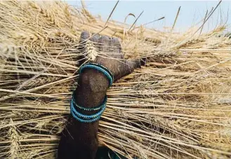  ?? RAJESH KUMAR SINGH / AP ?? Un campesino sujeta un haz de trigo en el estado indio de Uttar Pradesh