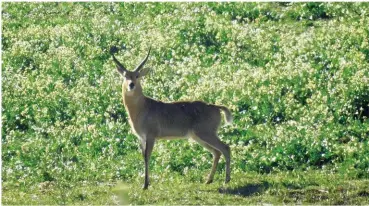  ??  ?? Fully alert, this reedbuck ram watched us from a distance.