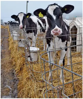  ??  ?? Confined for months: Holstein calves look out from their tiny enclosures