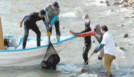  ?? ?? l Un total de 13 lobos marinos fueron rescatados y curados por grupos conservaci­onistas en la Isla San Jorge.