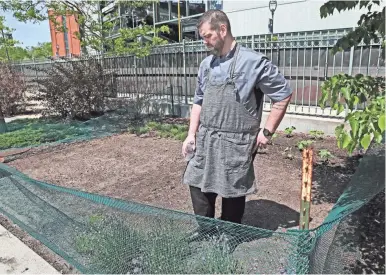  ?? SENTINEL MICHAEL SEARS / MILWAUKEE JOURNAL ?? Seth VanderLaan, executive chef for the Milwaukee Brewers, shows off the garden he is planting and will maintain at Miller Park. He’s growing vegetables to use in meals for players.