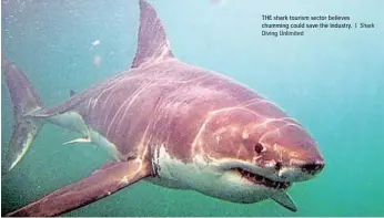  ?? Diving Unlimited Shark ?? THE shark tourism sector believes chumming could save the industry. l