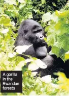 ??  ?? A gorilla in the Rwandan forests
