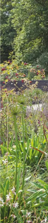  ??  ?? TOP A new copse of 50 Himalayan birch trees is beautifull­y underplant­ed with Geranium Rozanne.ABOVE The bronze leaves of Carex testacea brings autumn interest to the sunken garden. RIGHT Astrantia major ‘Star of Beauty’, Panicum virgatum‘Shenandoah’, agapanthus and umbrella-trained hornbeams all complement the modern design of the house.