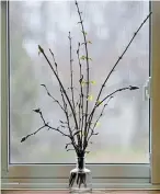  ??  ?? Cut twigs of forsythia, magnolia and hornbeam can be encouraged to bloom a little early in a warm room. It’s fun to watch them come to life.