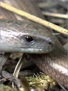  ??  ?? The Slow-worm, Ireland’s only ‘snake’.