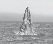  ?? /CORTESÍA PIRATAS TOURS ?? Se han presentado 30 festivales de la ballena en Adolfo López Mateos, la actividad se ha realizado por 40 años