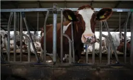  ?? Photograph: Judith Jockel/The Guardian ?? Cows at Maria Hove dairy farm in Oxe, the Netherland­s. The government plans to buy out some farmers to reduce nitrogen pollution from manure.