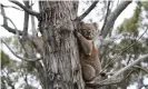  ?? Photograph: Lisa Maree Williams/Getty Images ?? A koala affected by 2019-20 bushfires is released back into native bushland following treatment at the Kangaroo Island Wildlife Park.