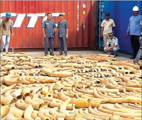  ?? SUPPLIED ?? Elephant tusks seized at Phnom Penh Autonomous Port last year.