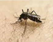  ?? ANDRE PENNER AP/Miami Herald file ?? An Aedes aegypti mosquito stands on a person’s arm. The Florida Keys Mosquito Control District has announced a wide and vague planned range of deployment for the lab-designed mosquitoes — neighborho­ods from mile markers 10 to 93.