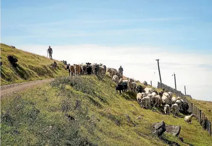  ?? PHOTO: ELISE RUTHERFORD ?? Andrew Liddle and William Sewell move weaned heifers and steers to new grazing. at Pigeon Bay, Banks Peninsula.