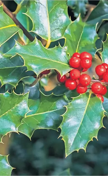  ??  ?? Christmas holly, Ilex aquifolium, with its red berries is a delightful sight at this time of year - and its sharp green leaves ward off any hungry squirrels