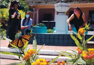  ?? SHMUEL THALER — SANTA CRUZ SENTINEL ?? A monarch butterfly alights on a milkweed plant in front of Santa Cruz City Hall on Monday as Kelsey Hill, Kayla Kumar and Sandy Brown announce their candidacie­s for City Council.