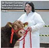  ??  ?? Dr Doreen Corridon with a bull from the Roundhill Limousin Herd