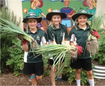  ??  ?? Margaret River Primary School students harvesting spring onions.