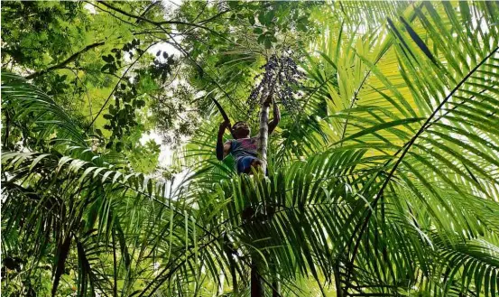  ?? Zé Carlos Barretta - 10.mar.2016/Folhapress ?? Extração de açaí de açaizeiro em Belém (PA); coleta e cultivo do fruto rendem cerca de R$ 500 milhões por ano à Amazônia