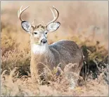  ?? SUBMITTED PHOTO/BILL MAYNARD ?? White-tailed deer first reached Cape Breton around 1911 and have lived here ever since.