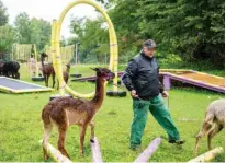  ??  ?? Patient Erwin Meier (not his real name), participan­t of a program for delinquent­s who are psychologi­cally ill, works with an alpaca during an animal therapy session for mentally ill criminals in Mainkofen.