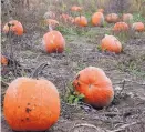  ?? LEE REICH/ASSOCIATED PRESS ?? Pumpkins can come in many sizes and shapes, and they don’t even have to be orange.