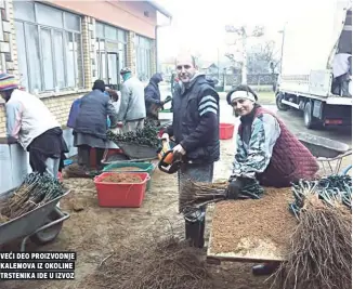  ??  ?? veĆi deo proizvodnj­e kalemova iz okoline trstenika ide u izvoz