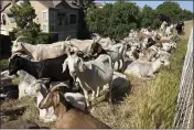  ?? TERRY CHEA — THE ASSOCIATED PRESS ?? Goats graze on dry grass next to a housing complex in West Sacramento on May 17.