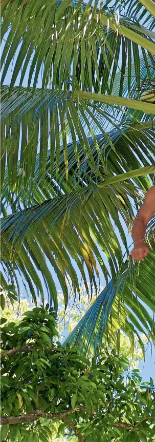  ?? PAMELA WADE ?? Atiu’s ‘‘birdman’’ George shimmies up a coconut palm to pick nuts for a refreshing drink.