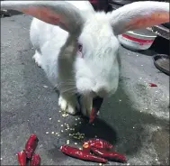  ?? JIANG YAN / FOR CHINA DAILY ?? A rabbit in Chongqing has become an internet hit after pictures showed it enjoying dry chili peppers.